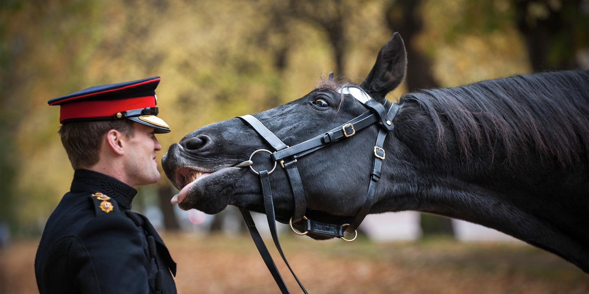 A Loving Home For Retiring Military Veteran Horses After They Have Served